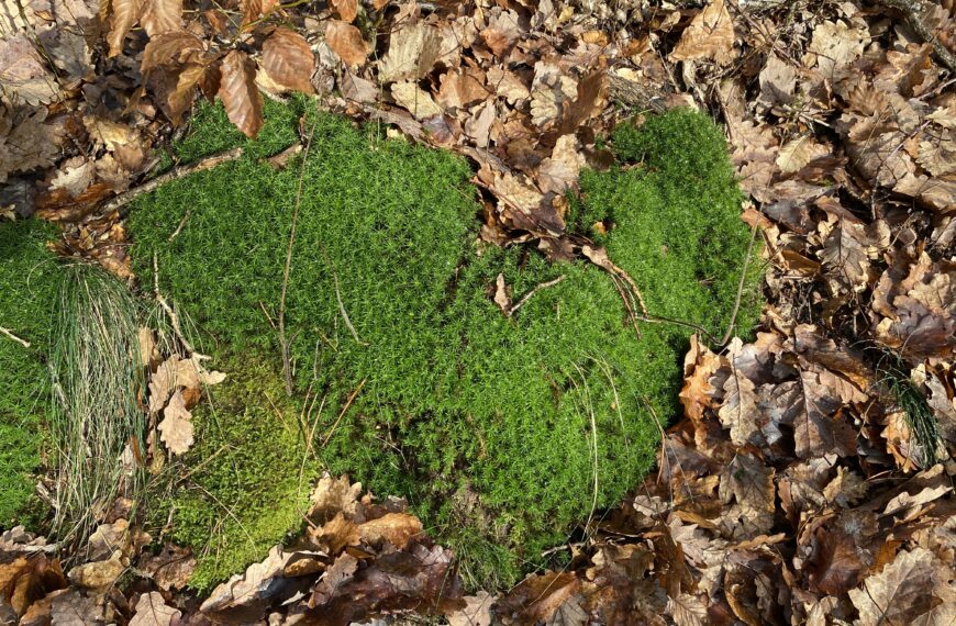 Jahresprogramm 2026 – Angebote & Buchung