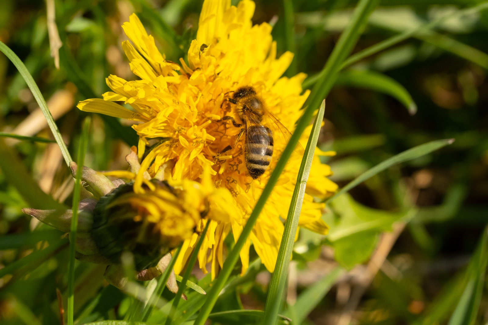 Acker-Kids – Hier wächst Abenteuer!