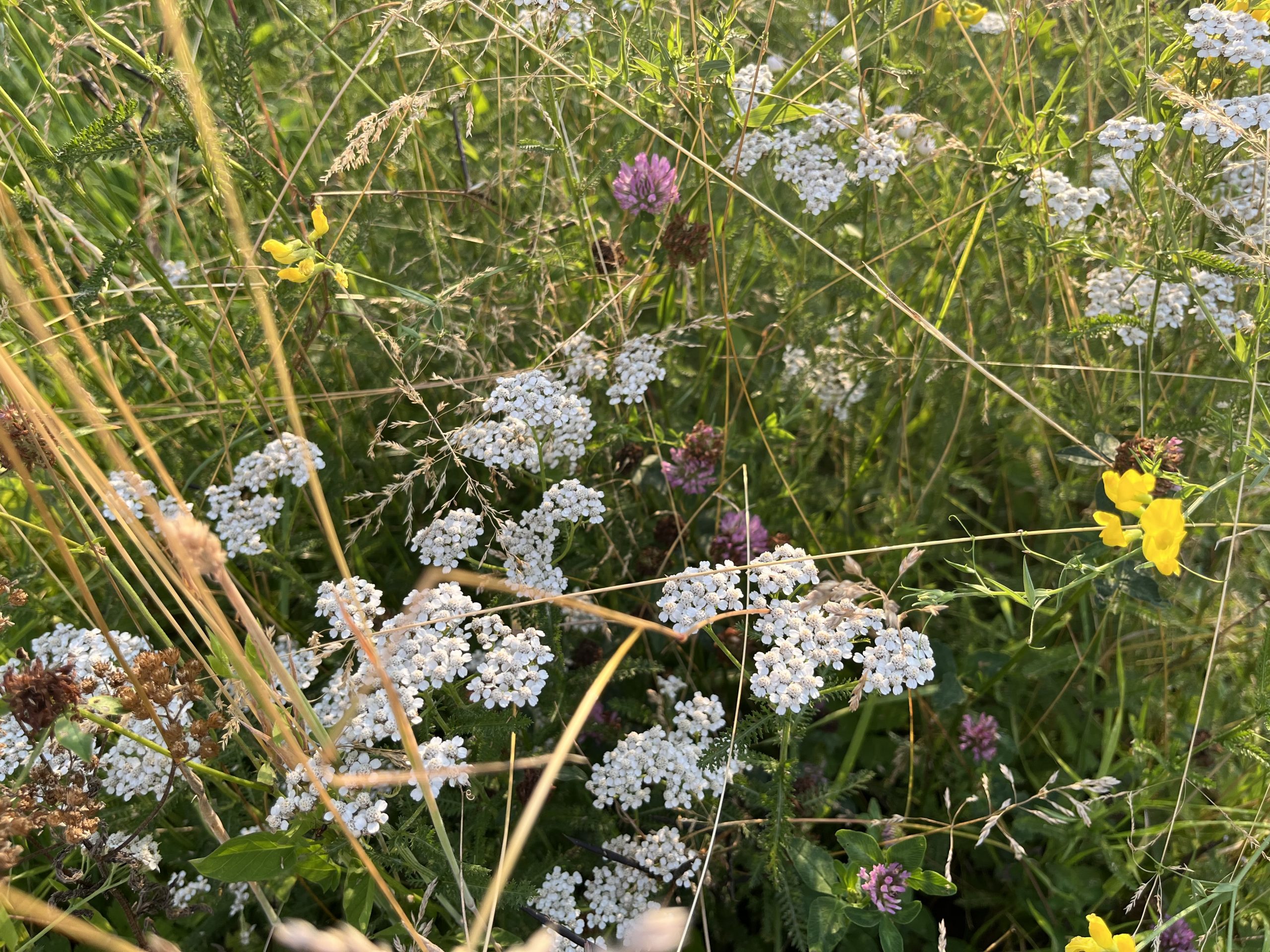 „Krautfinding“ – Entdeckertour am Wegesrand