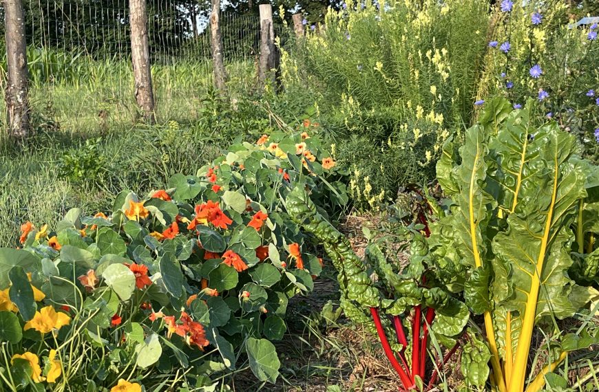 Freie Parzellen – werde Acker-Pionier:in!