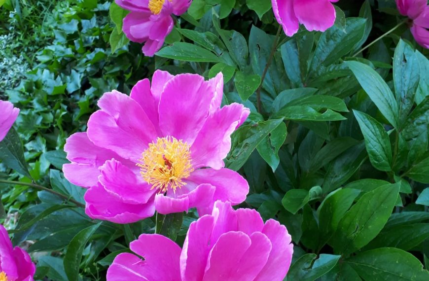 Blindate with Plants – Teamfortbildung/ Supervision
